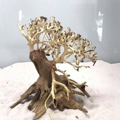 lũa bonsai mini