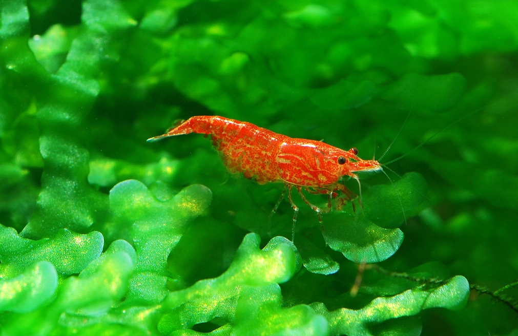 TÉP ĐỎ - TÉP RC - Red Cherry Shrimp