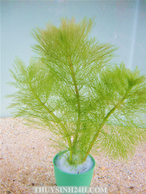 ĐẠI BẢO THÁP - LimNophila aquatica