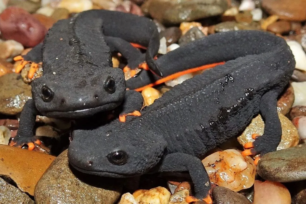 Cá cóc Việt Nam đang ở môi trường sống ẩm ướt