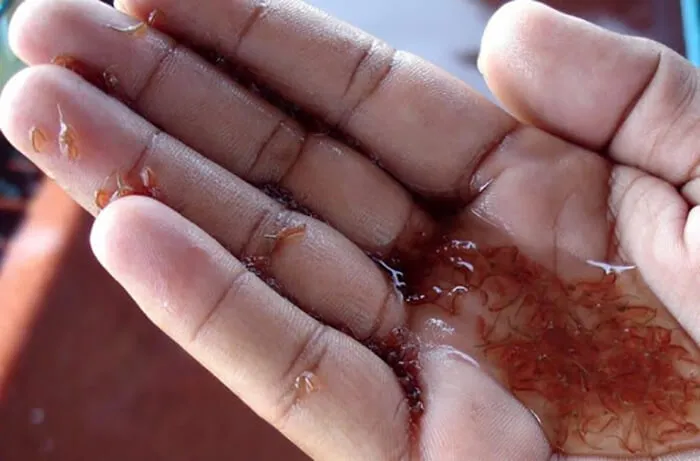 quy trình ấp nở trứng bào xác artemia để thu hoạch nauplius