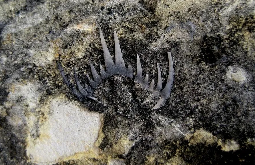 Mẫu hóa thạch Bọ Ba Thùy được tìm thấy tại khu vực Lũng Cú, Cao nguyên đá Đồng Văn, Hà Giang, đánh dấu cột mốc quan trọng về lịch sử địa chất Việt Nam.