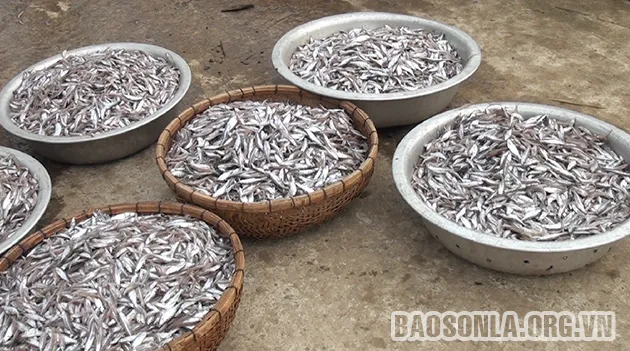 Cá tép dầu không lớn, chỉ bằng 2 đến 3 đầu ngón tay