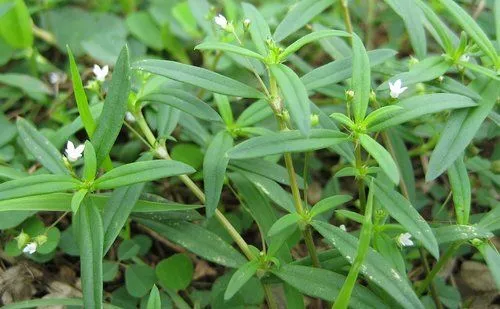 Một số bài thuốc có sử dụng cây lưỡi rắn để trị bệnh