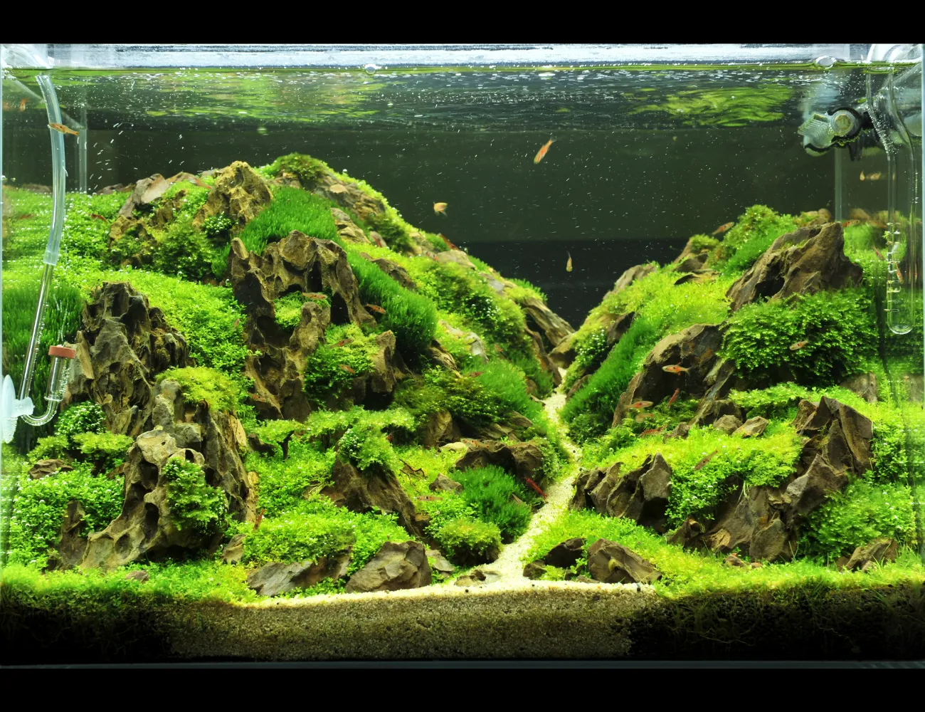 Lựa chọn kích thước bể thủy sinh và vật liệu nền phù hợp