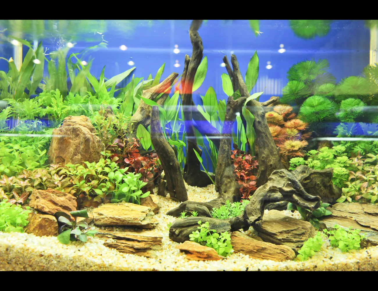 Các loại lọc hồ thủy sinh cơ bản và lưu lượng máy bơm cần thiết