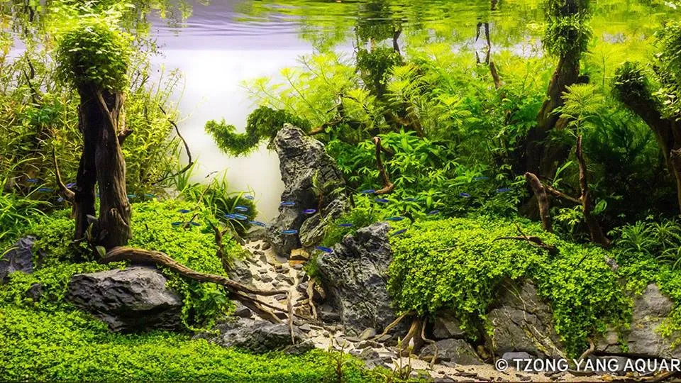 Góc cận cảnh lá Trân Châu Ngọc Trai với các hạt li ti bám trên lá