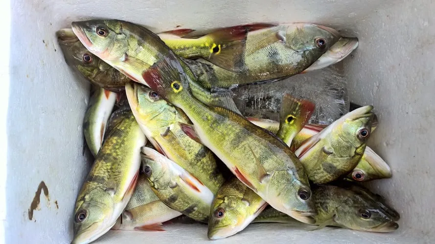 Cá Hoàng Đế (Peacock Bass) có hình dáng và màu sắc bắt mắt