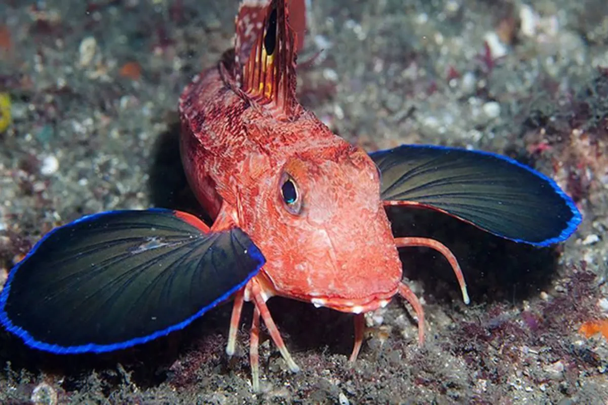 Cá chào mào gai đang di chuyển dưới đáy biển