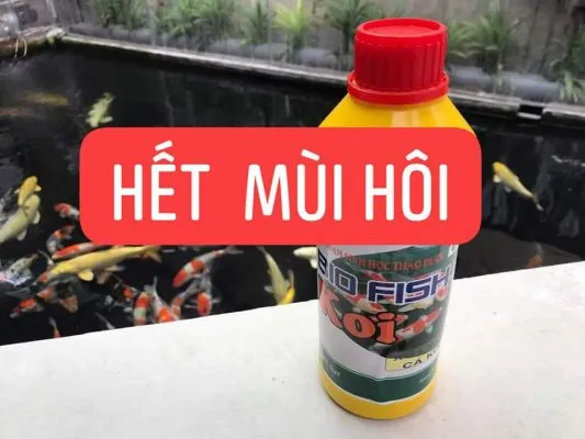 Vi sinh chuyên dụng giúp khử mùi tanh, hôi khó chịu trong hồ cá Koi