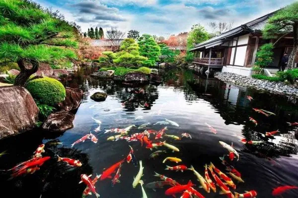 vi sinh cho ho ca koi giúp nước hồ luôn trong sạch