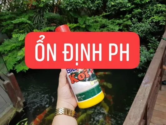 Vi sinh giúp hấp thu dưỡng chất, ngăn chặn tảo phát triển và ổn định pH