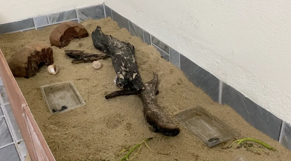 Bể cát nuôi ốc mượn hồn tại nhà sách ở quận Liên Chiểu, TP Đà Nẵng