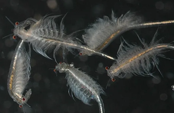 artemia là một loại giáp xác nhỏ thường dùng làm thức ăn tươi sống cho cá cảnh