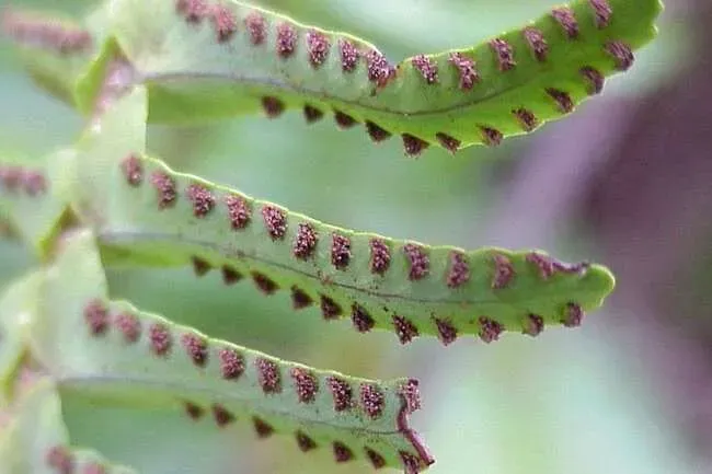 Túi bào tử ở mặt dưới lá dương xỉ lá me