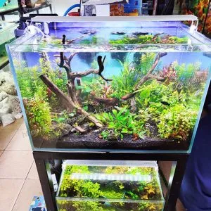 Bể cá cảnh 60x40x40cm với đầy đủ thiết bị và bố cục thủy sinh tự nhiên
