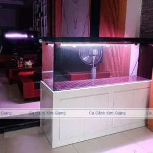 Mẫu bể cá cảnh đẹp công nghệ mới kích thước lớn 1m6 siêu trong, hiện đại