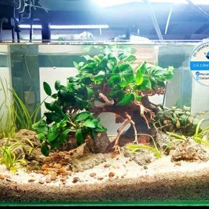 Bể cá cảnh đẹp thủy sinh mini để bàn với bố cục cây bonsai và rêu ráy