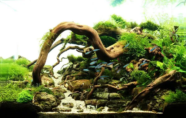 Hồ thủy sinh vòng cung (cầu vồng) mang đến chiều sâu và mô phỏng nét cong tự nhiên