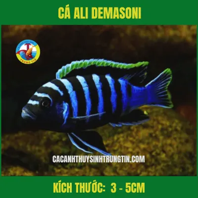 Cá Ali Demasoni với những sọc xanh đen rõ rệt