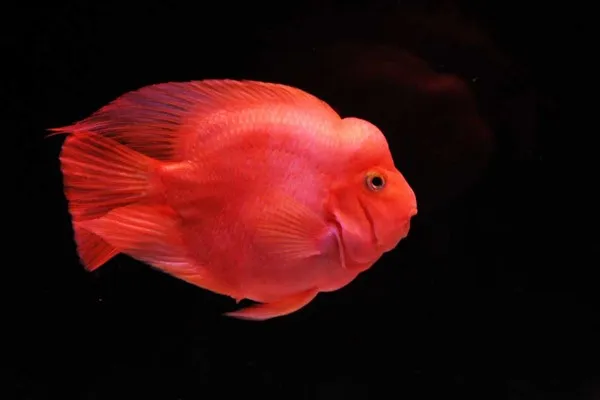 Hình ảnh tổng quan về Cá Huyết Anh Vũ với màu đỏ cam rực rỡ