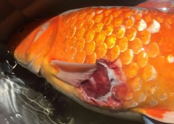 Điều trị bệnh thối vây ở Cá Huyết Anh Vũ bằng kháng sinh và cải thiện nước