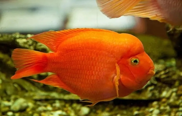 Quá trình lai tạo nhân tạo tạo nên Cá Huyết Anh Vũ