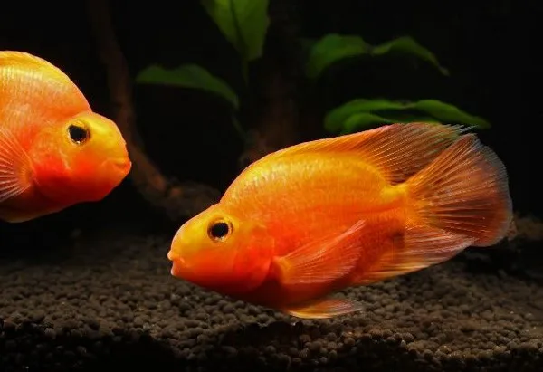Cá Blood Parrot Cichlid (Hồng Két) với thân hình tròn trịa