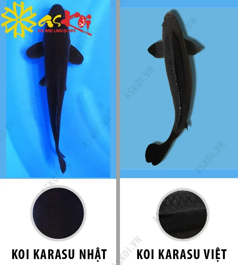 Phân biệt cá Koi Karasu Nhật Bản và Karasu Việt