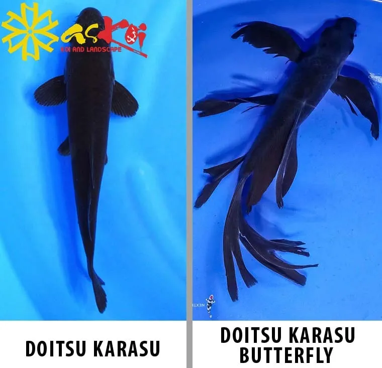 Các dòng cá Koi karasu chính