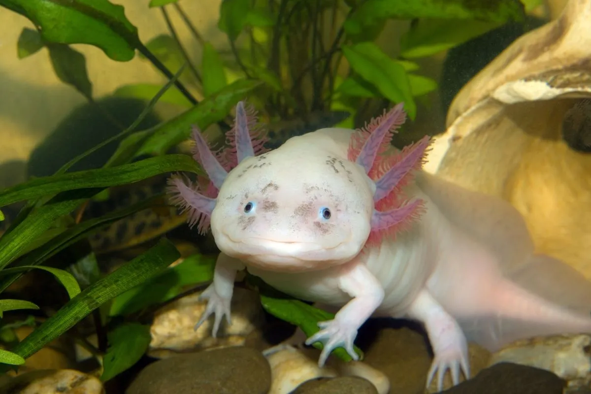 Cá kỳ nhông Mexico Axolotl với bộ mang đặc trưng