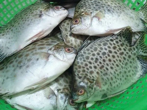 Cá nâu có kích thước lớn, tươi ngon sau khi đánh bắt