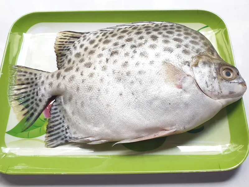 Cá nâu tươi sống, đặc sản Cà Mau