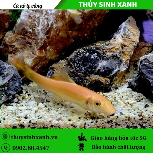 Cá nô lệ vàng đang bám kính và ăn tảo trong hồ thủy sinh