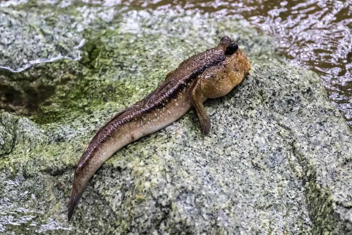 Cá thòi lòi sử dụng vây để di chuyển trên bùn lầy