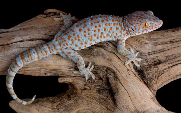 Thằn lằn Tokay Gekko gecko màu xanh chấm cam, một loài thằn lằn cảnh phổ biến.