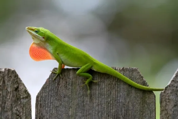 Thằn lằn Nhện Anolis carolinensis với thân hình thon gọn màu xanh.