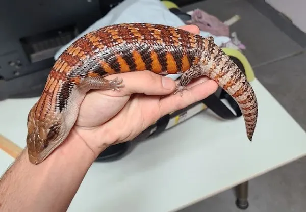 Thằn lằn Đuôi Chuông Tiliqua spp. với chiếc đuôi mập và thân hình mập mạp.