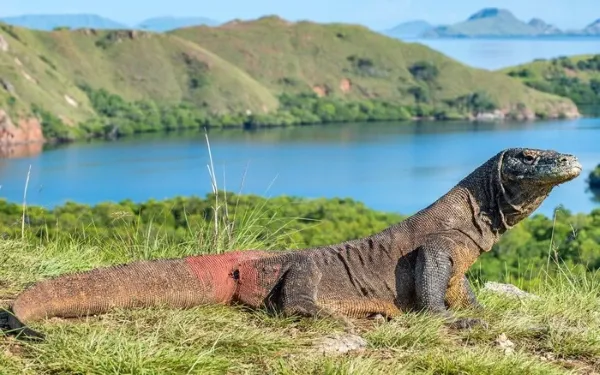 Thằn lằn Komodo Varanus komodoensis khổng lồ trong môi trường tự nhiên.