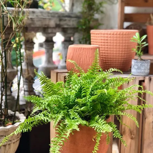 Kỹ thuật chăm sóc dương xỉ lá me