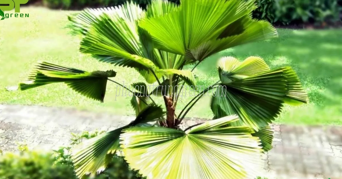 Cách trồng và chăm sóc cây Cọ Nhật, bao gồm cả việc tỉa lá và chống bệnh