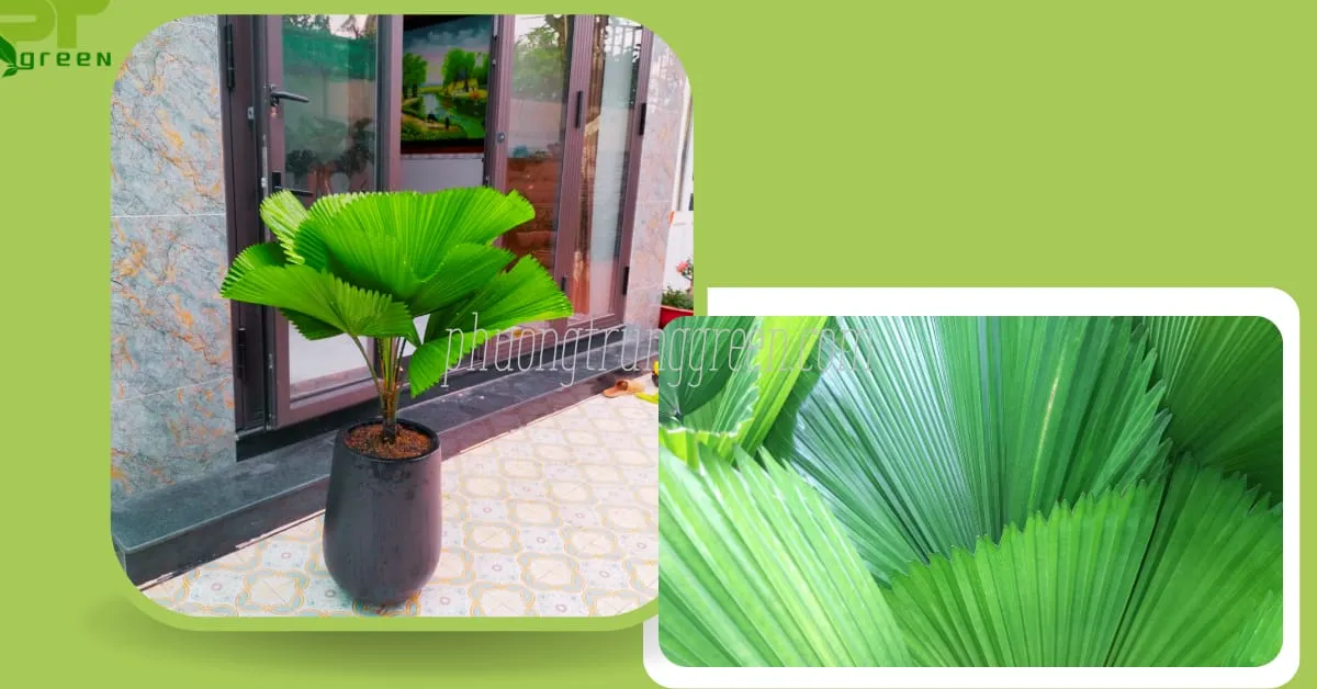 Các câu hỏi thường gặp về cây Cọ Nhật như vị trí trồng và chiều cao