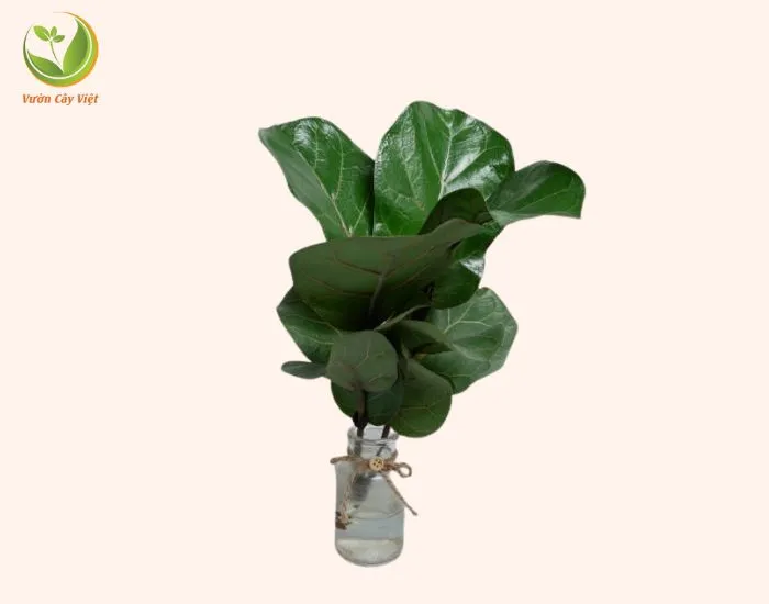 Cây Bàng Singapore Thủy Canh mang vẻ đẹp hiện đại, lọc không khí