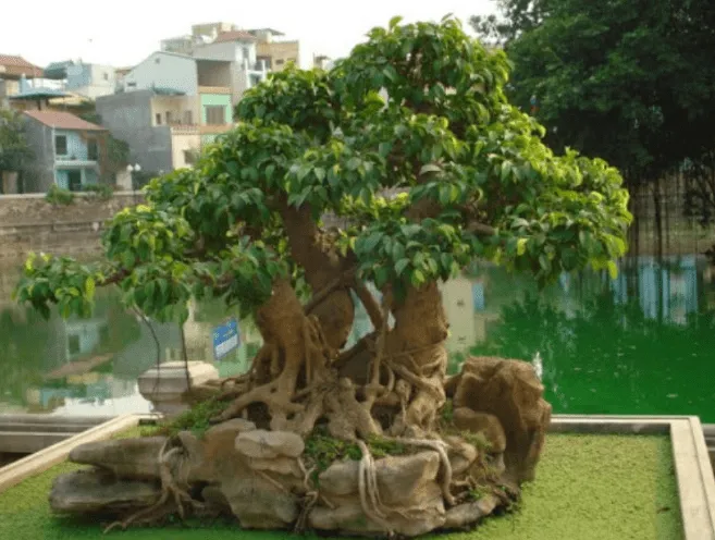 Bonsai đẹp cần đạt tiêu chuẩn 4 yếu tố Cổ, Kỳ, Mỹ, Văn