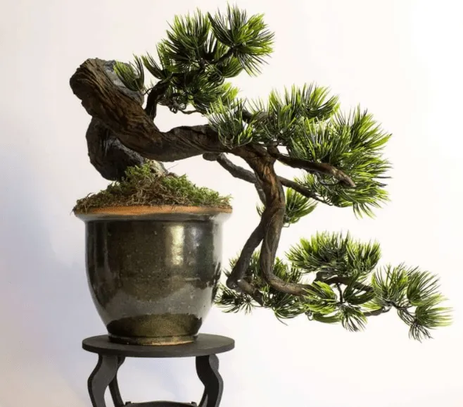 Cây bonsai dáng Huyền, một thế cơ bản và phổ biến