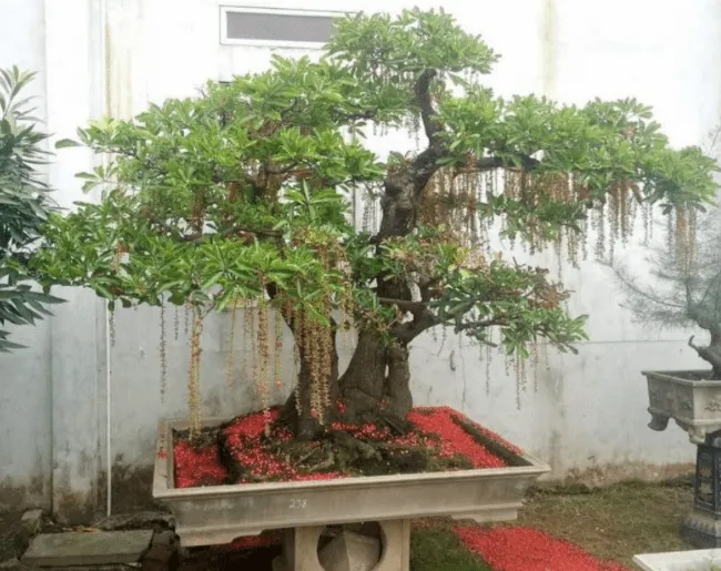 Cây Lộc Vừng bonsai, một loại cây cảnh mang ý nghĩa tài lộc
