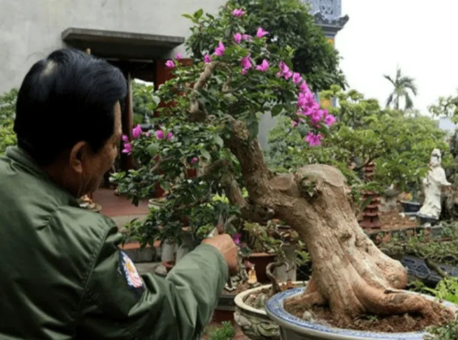 Cần chăm sóc thường xuyên để cây bonsai luôn khỏe và đẹp