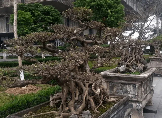 Tìm địa chỉ uy tín để mua bán cây bonsai chất lượng
