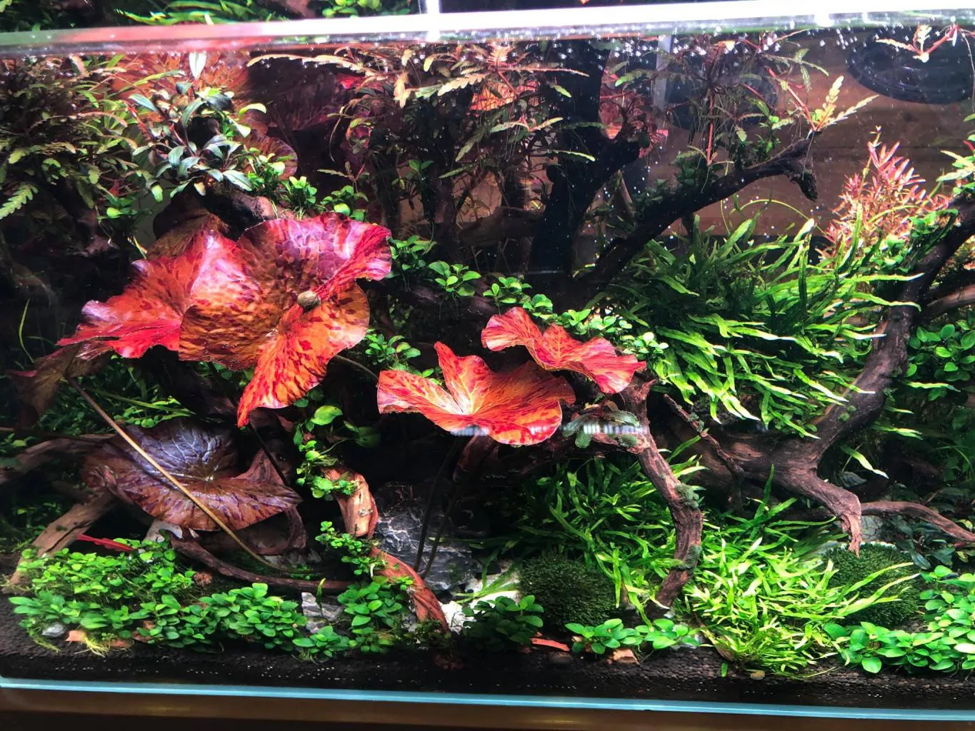 Cây súng thủy sinh lá to màu đỏ rực rỡ trong bể