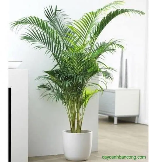 Cây cau kiểng nội thất trong chậu sứ trắng giúp lọc không khí và trang trí